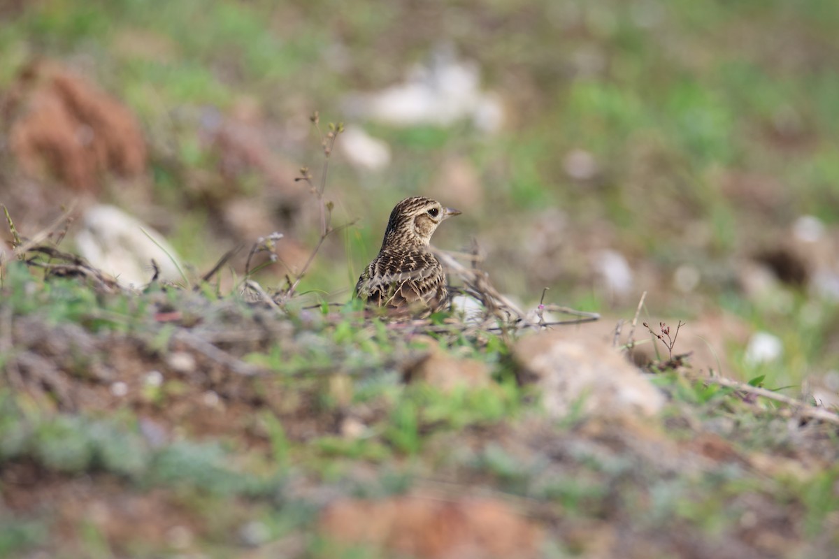 Oriental Skylark - ML617709245