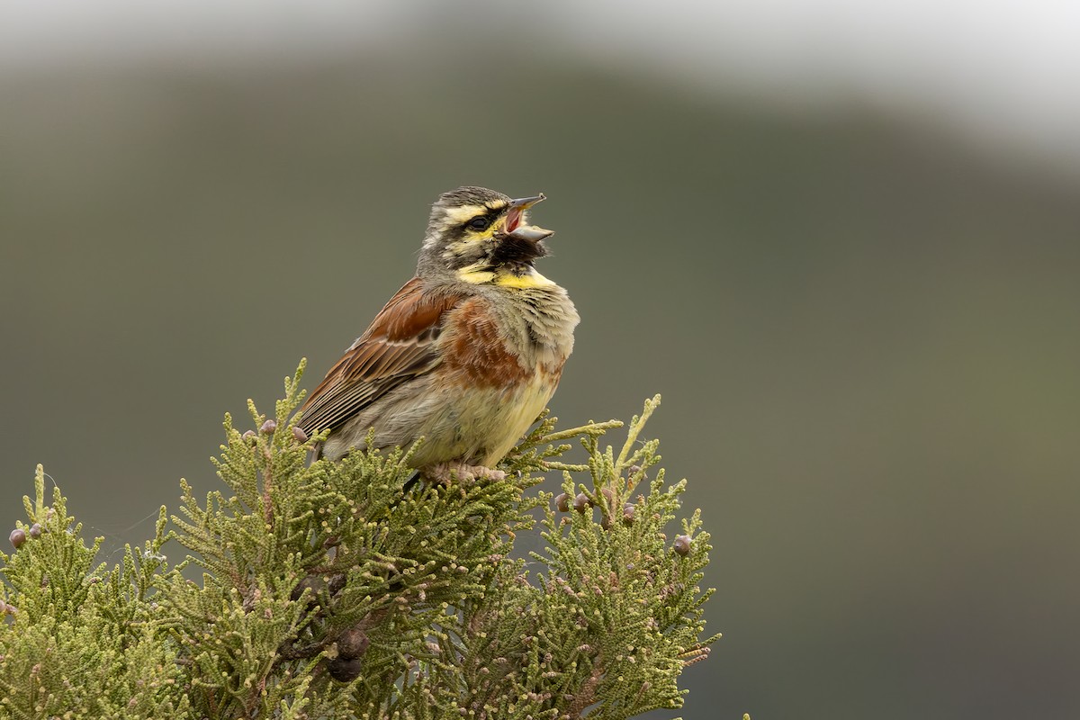 Cirl Bunting - Giuseppe Citino