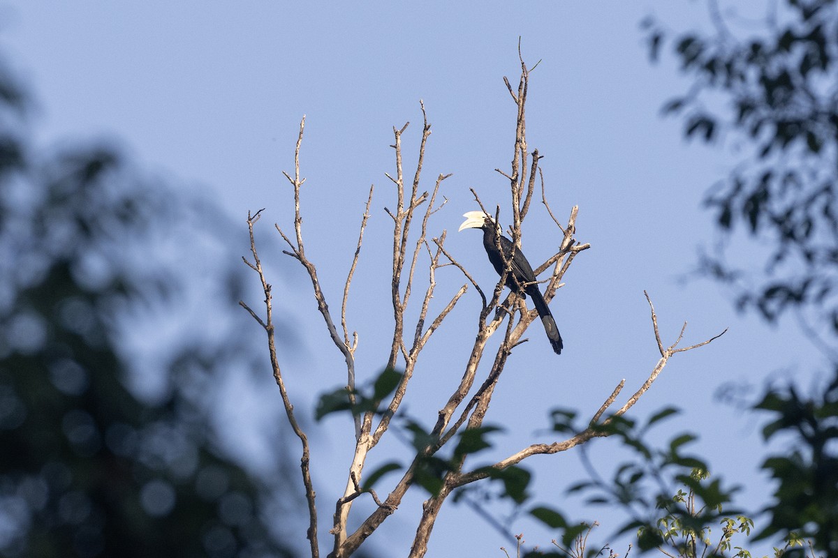 Black Hornbill - ML617709250