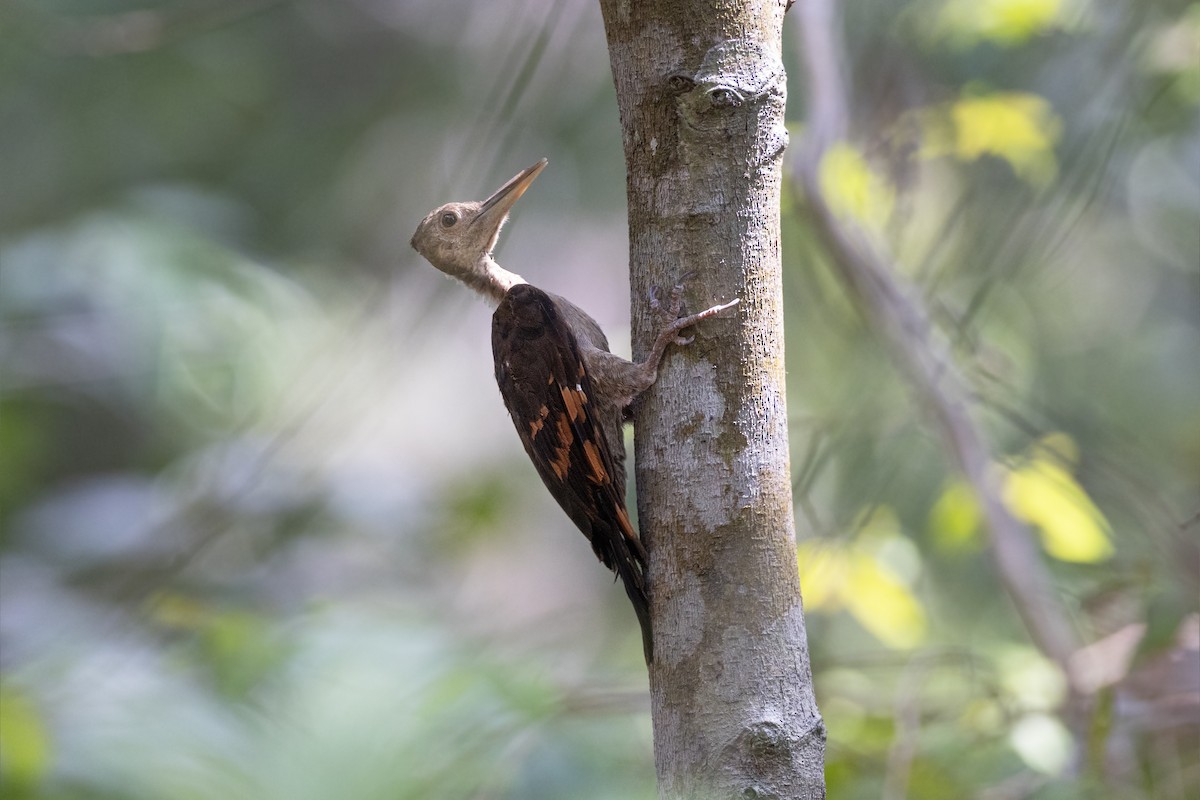 Orange-backed Woodpecker - ML617709254