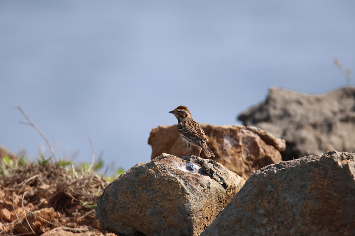 Little Bunting - ML617709259