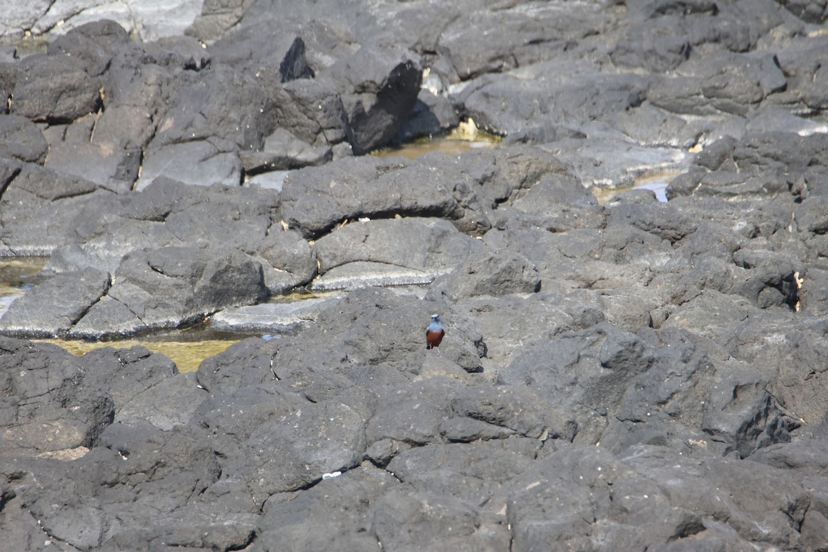 Blue Rock-Thrush (philippensis) - ML617709264