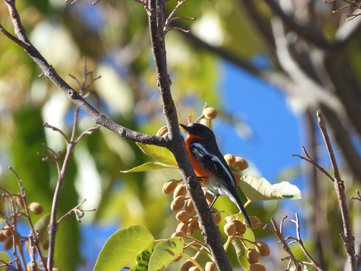 Flame Robin - David Dedenczuk