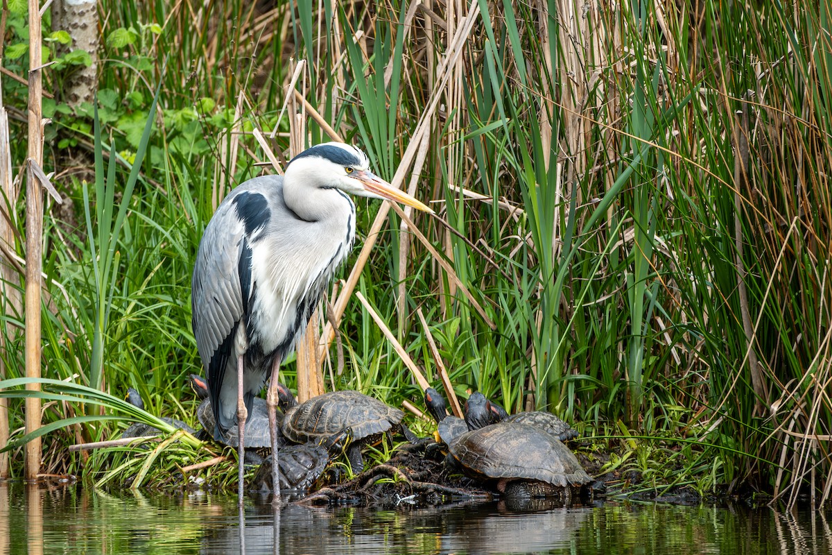 Gray Heron - ML617709302