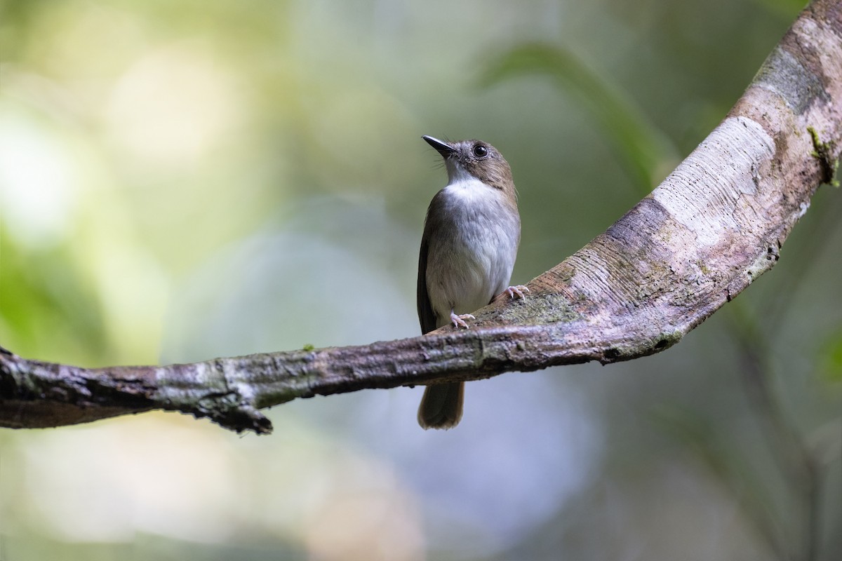 Gray-chested Jungle Flycatcher - Jan-Peter  Kelder