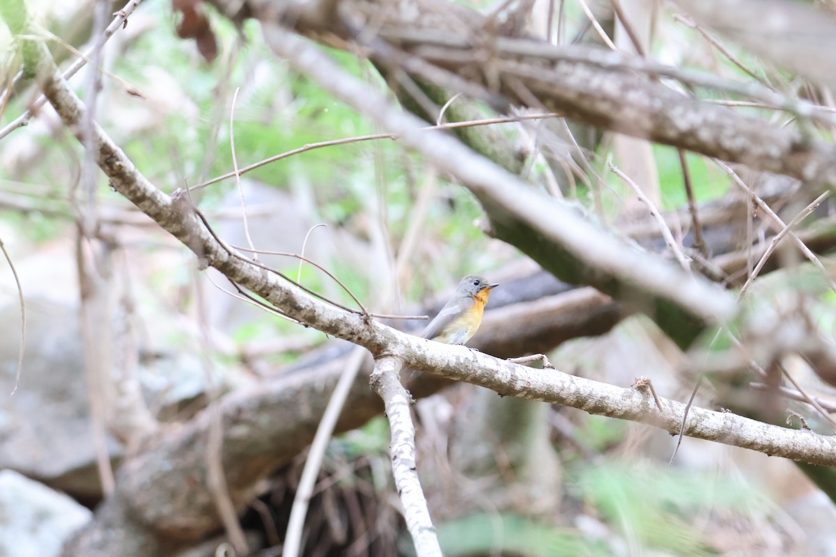 Mugimaki Flycatcher - ML617709308