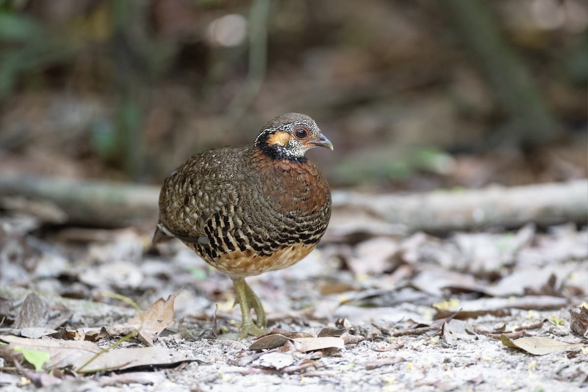 Chestnut-necklaced Partridge - Jan-Peter  Kelder