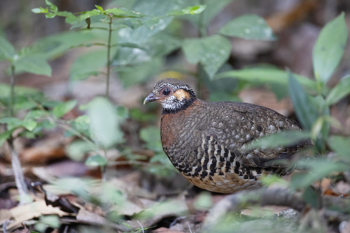 Chestnut-necklaced Partridge - ML617709315