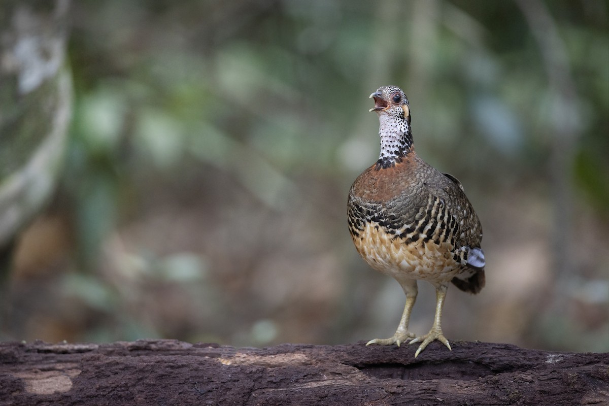 Chestnut-necklaced Partridge - ML617709316