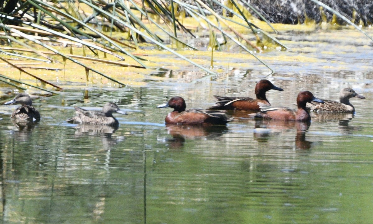 Cinnamon Teal - Elizabeth Hawkins