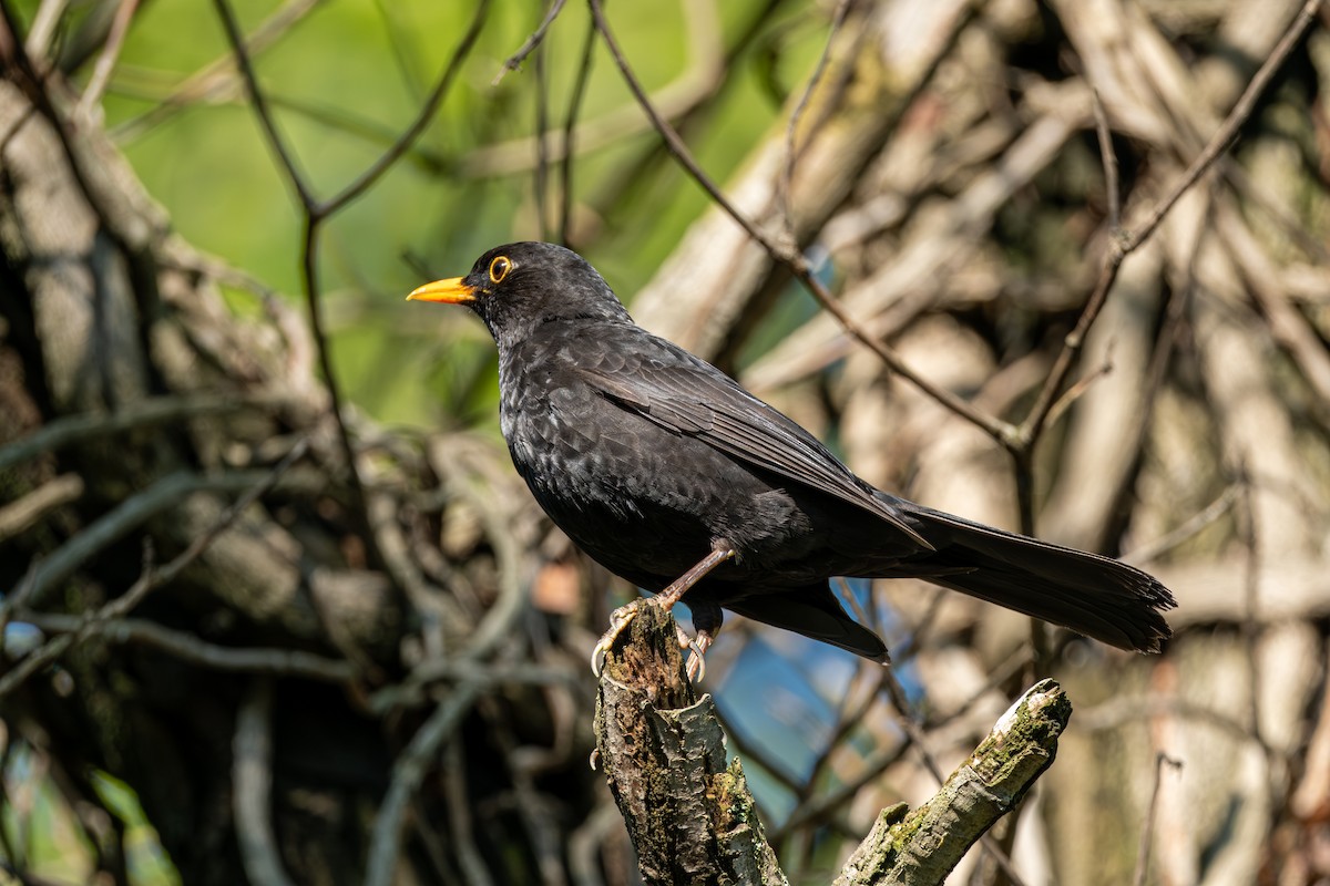 Eurasian Blackbird - Kaan Kurdoglu