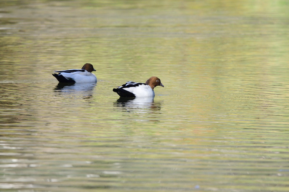 Canard à crinière - ML617709351