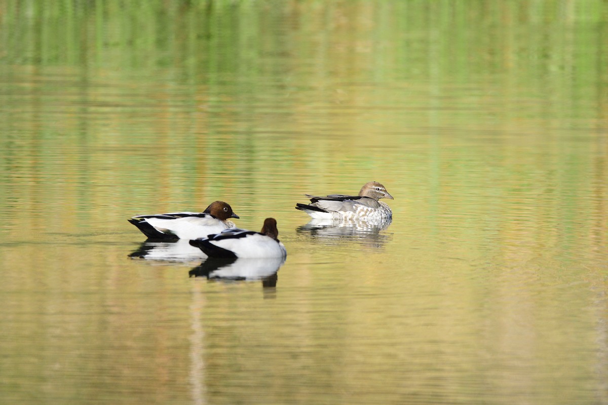 Canard à crinière - ML617709352