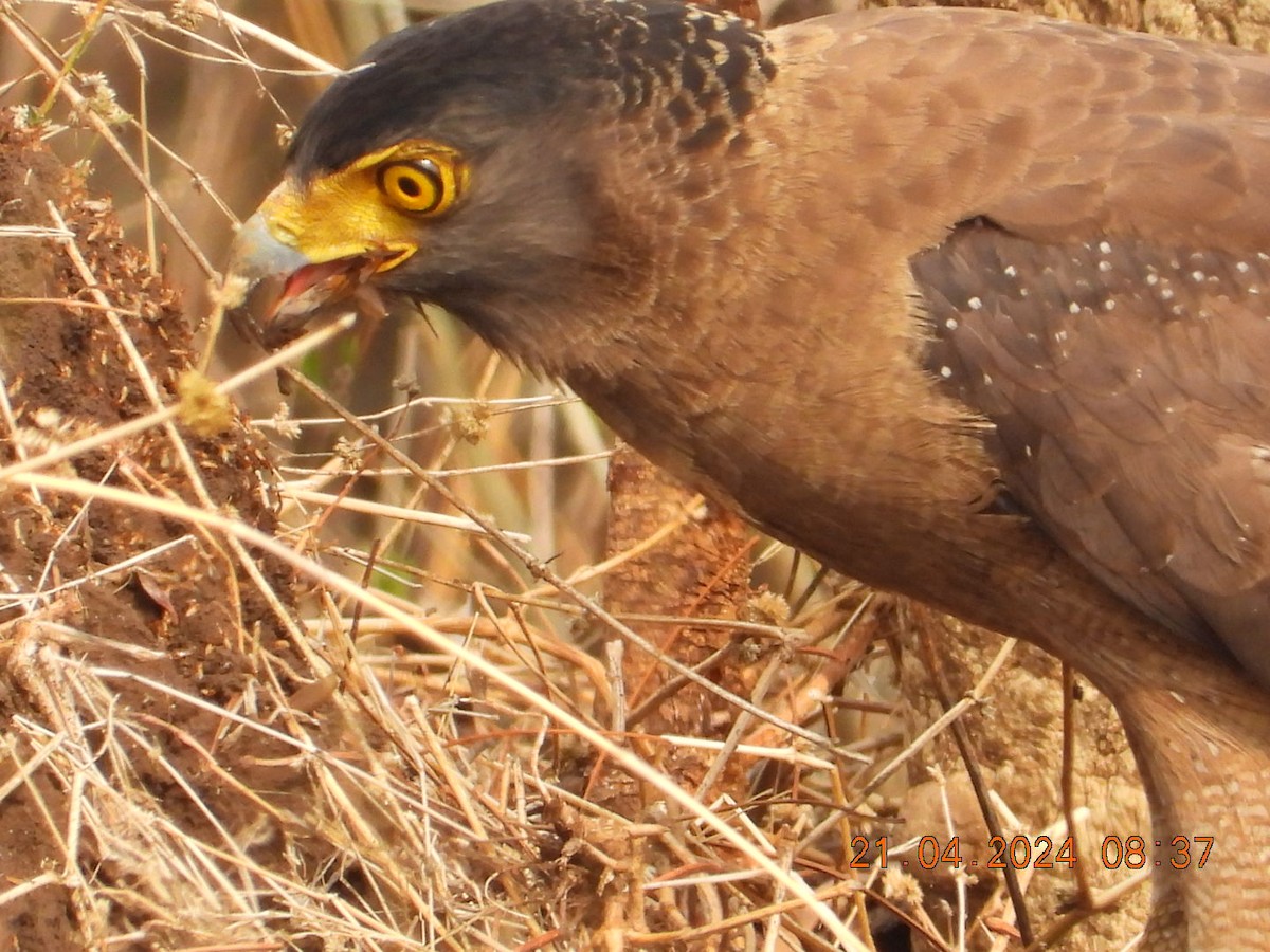 Crested Serpent-Eagle - Prachee J