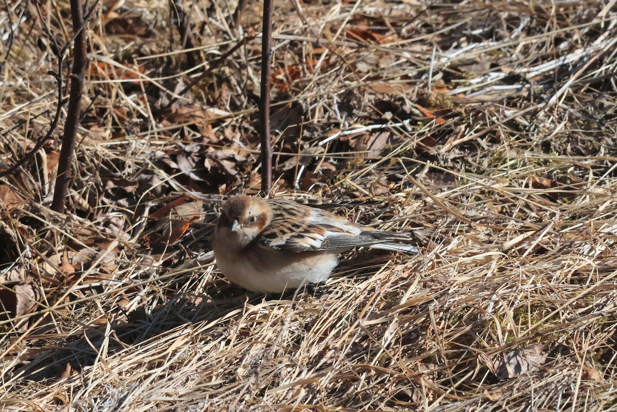 Snow Bunting - ML617709393