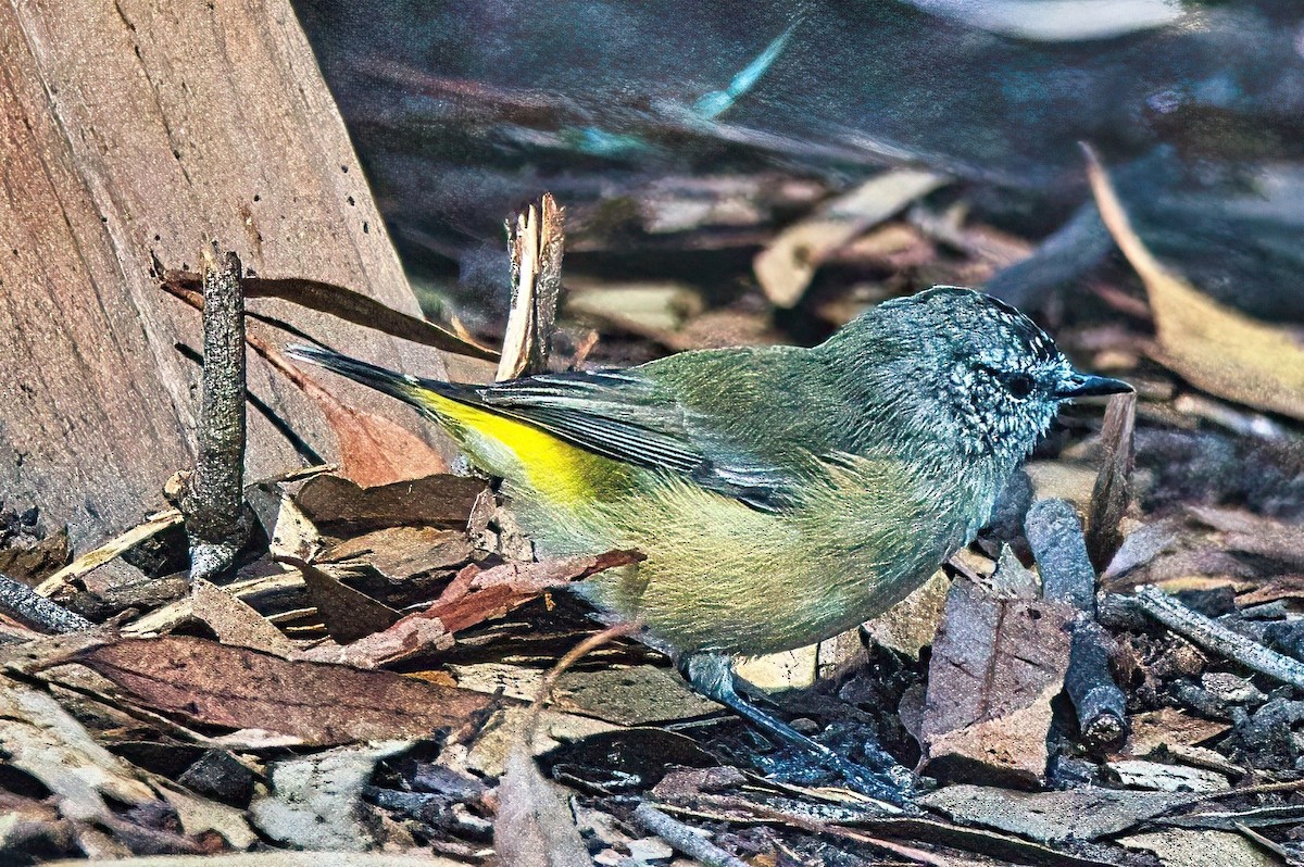 Yellow-rumped Thornbill - Alfons  Lawen