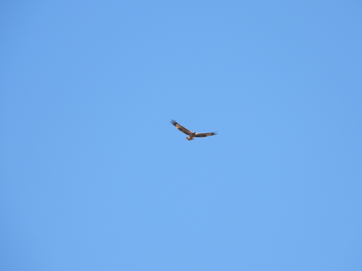 White-bellied Sea-Eagle - ML617709413