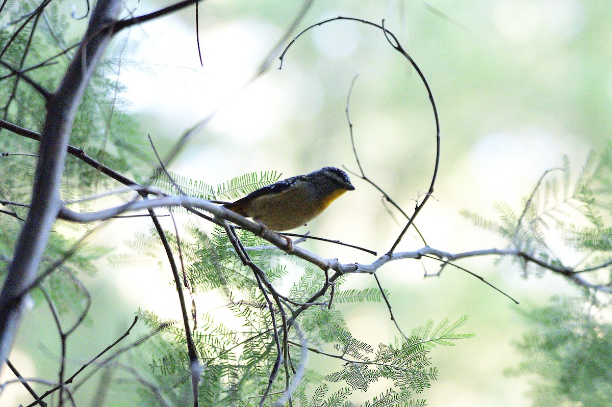 Pardalote pointillé - ML617709416