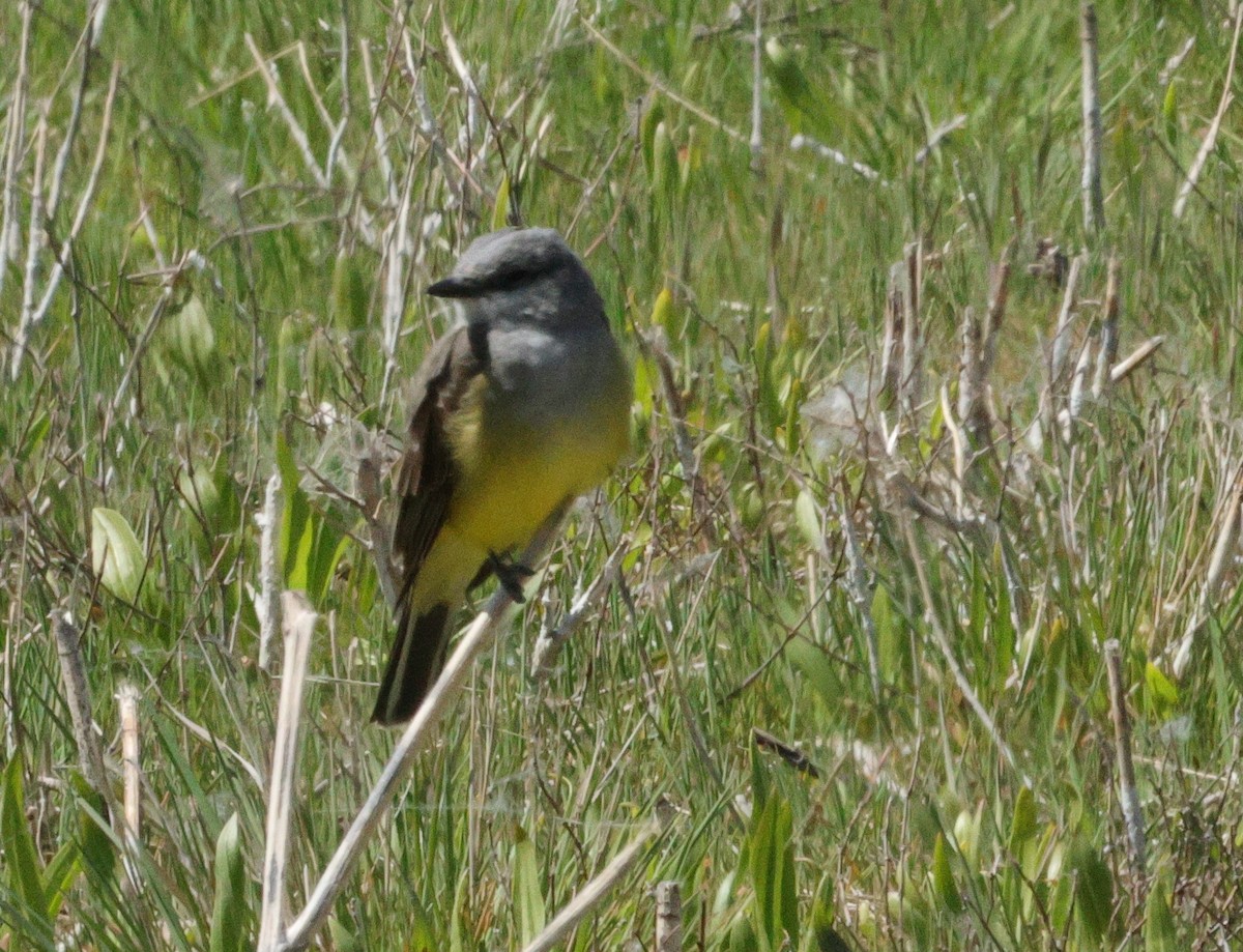 Western Kingbird - ML617709417