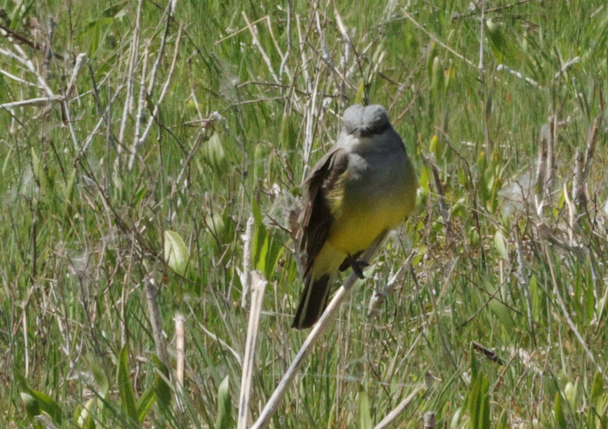 Western Kingbird - ML617709419