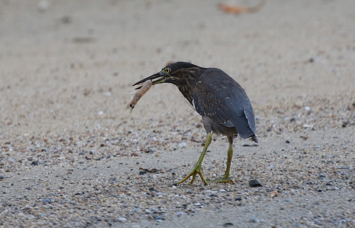 Striated Heron - ML617709437