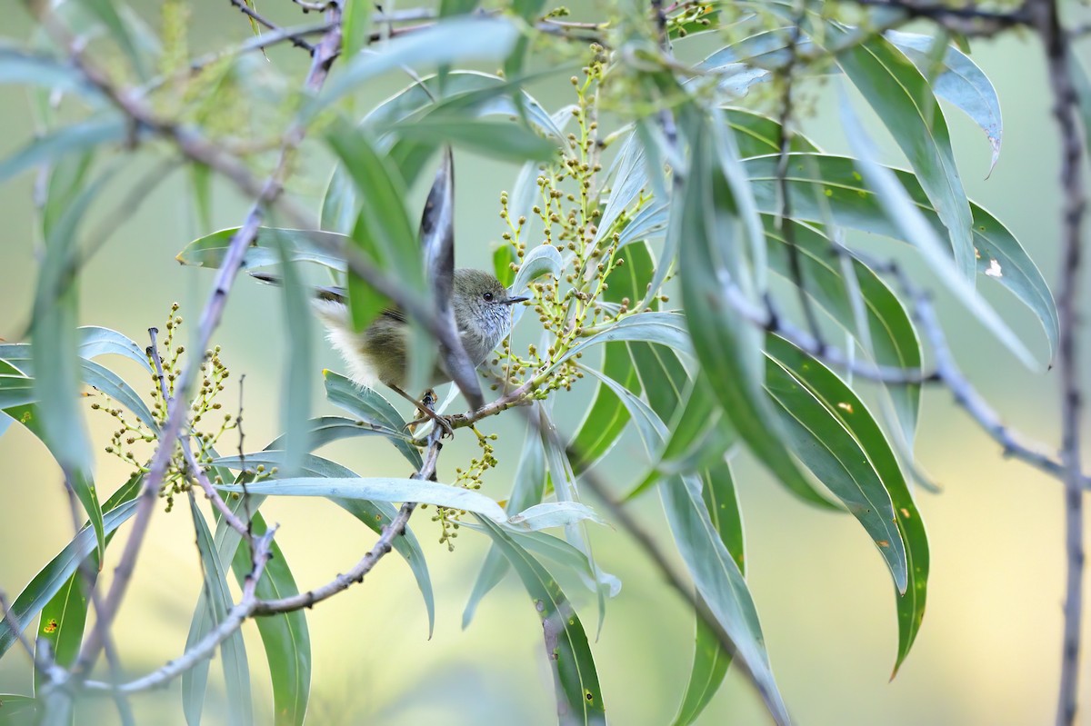 Brown Thornbill - ML617709460