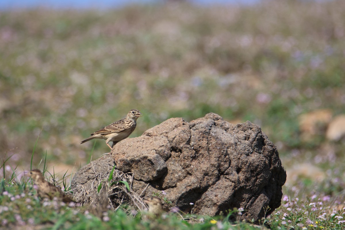 Oriental Skylark - ML617709461