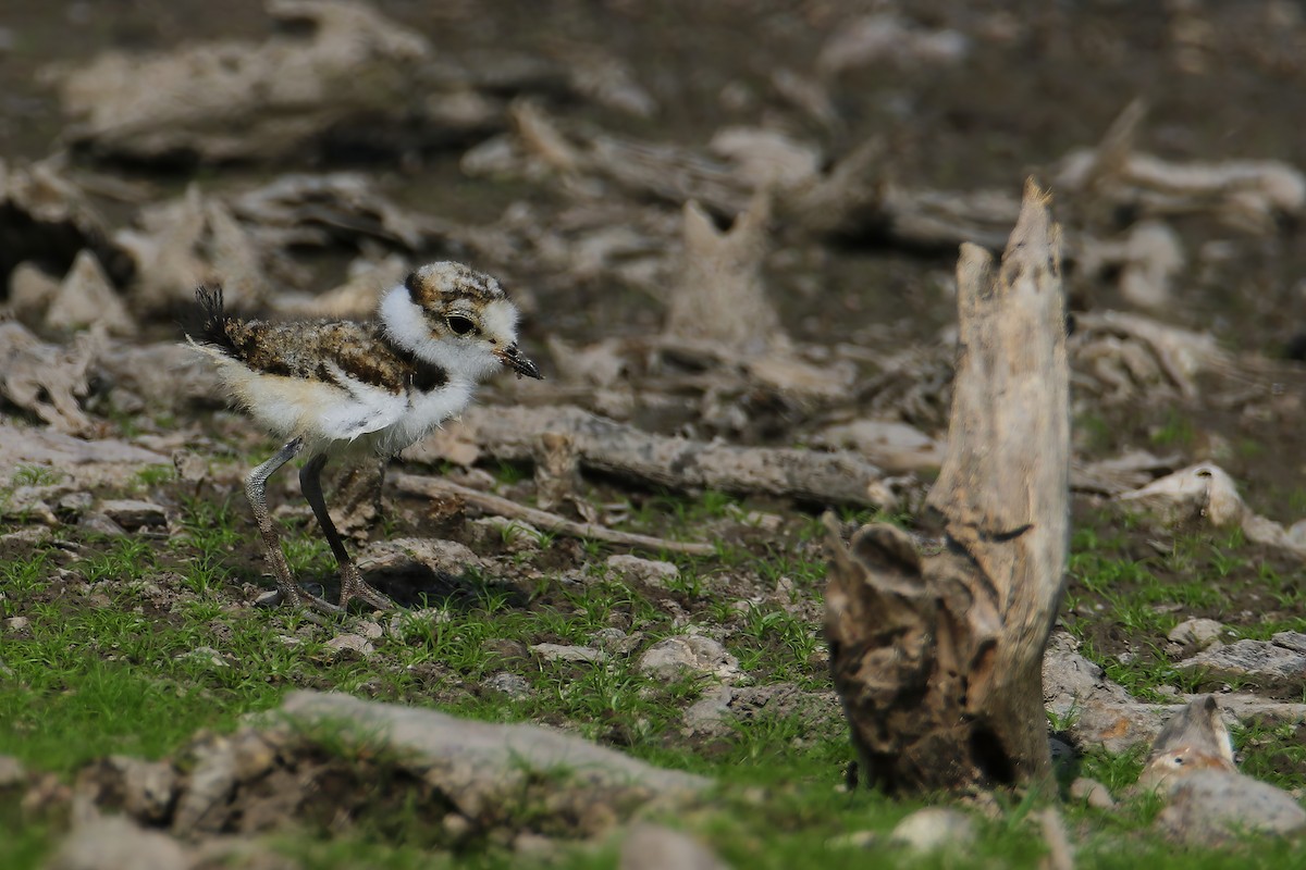 Little Ringed Plover (dubius/jerdoni) - ML617709524