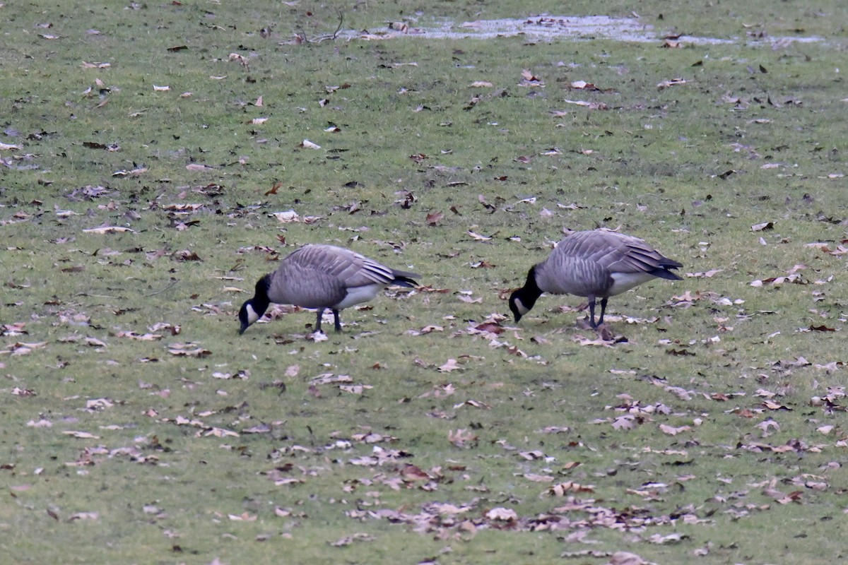 Cackling Goose - Jack Kew