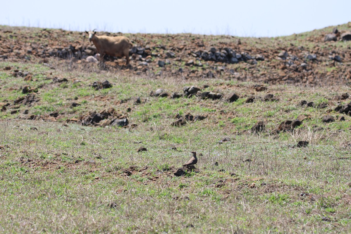 Oriental Pratincole - ML617709531