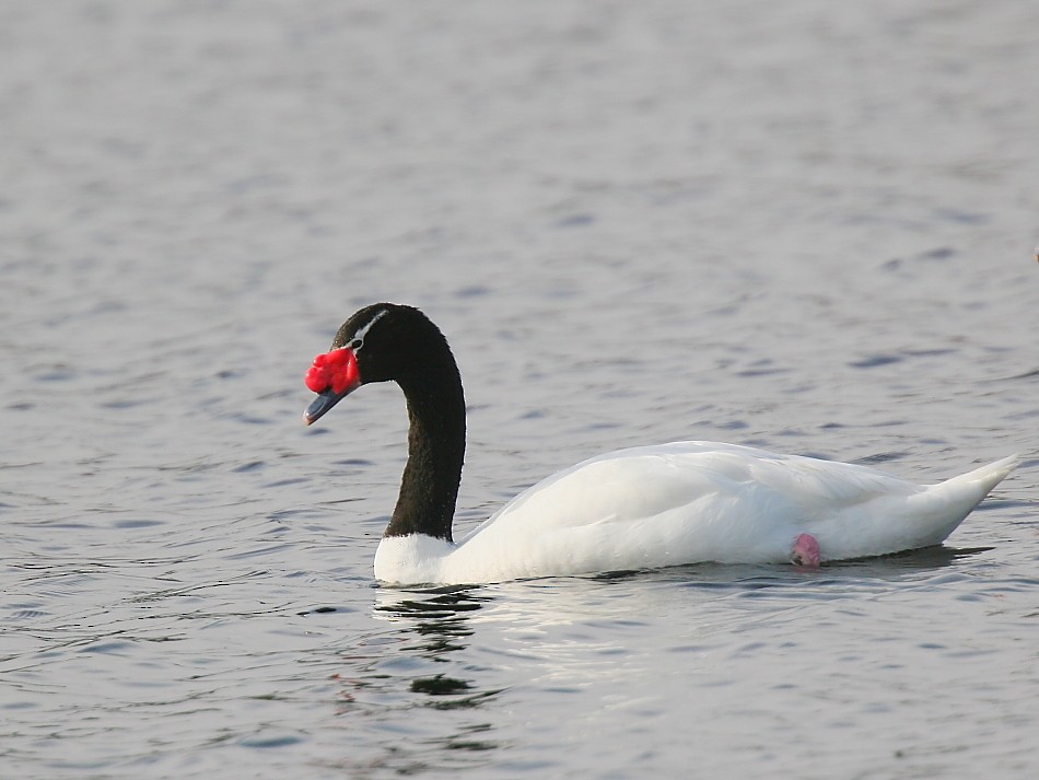 Black-necked Swan - Pio Marshall