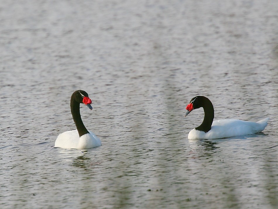 Black-necked Swan - Pio Marshall