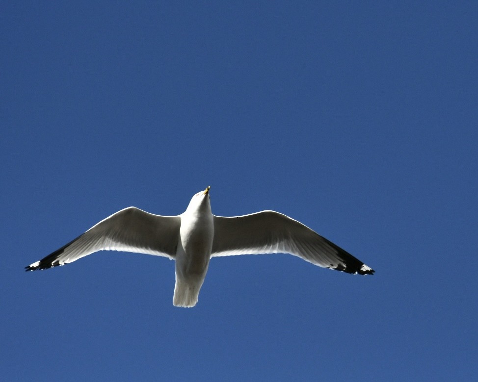 Ring-billed Gull - ML617709543