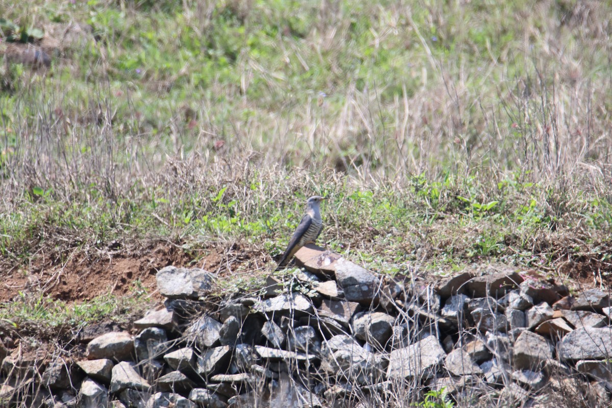 Oriental Cuckoo - ML617709546