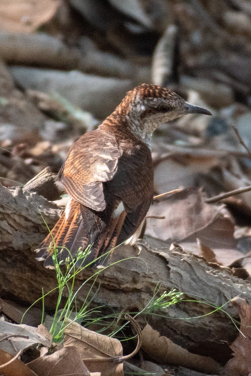 Banded Bay Cuckoo - ML617709553