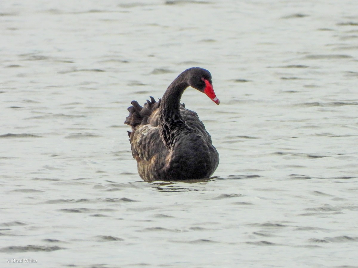 Black Swan - ML617709554