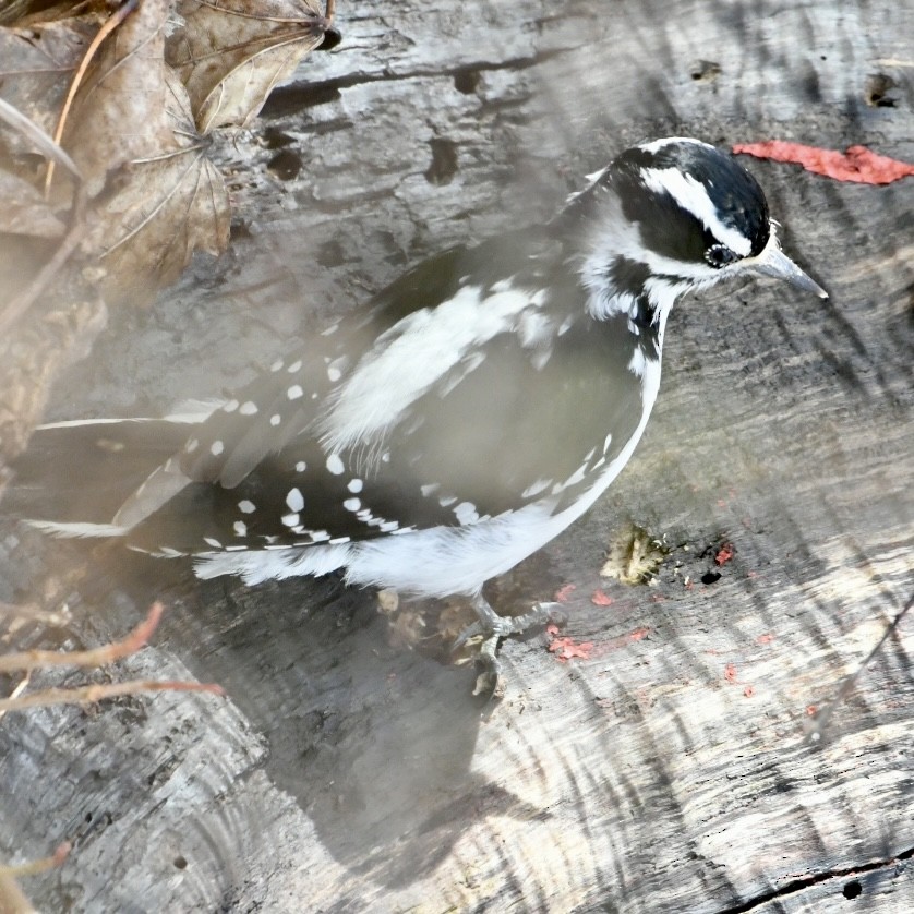 Hairy Woodpecker - ML617709555