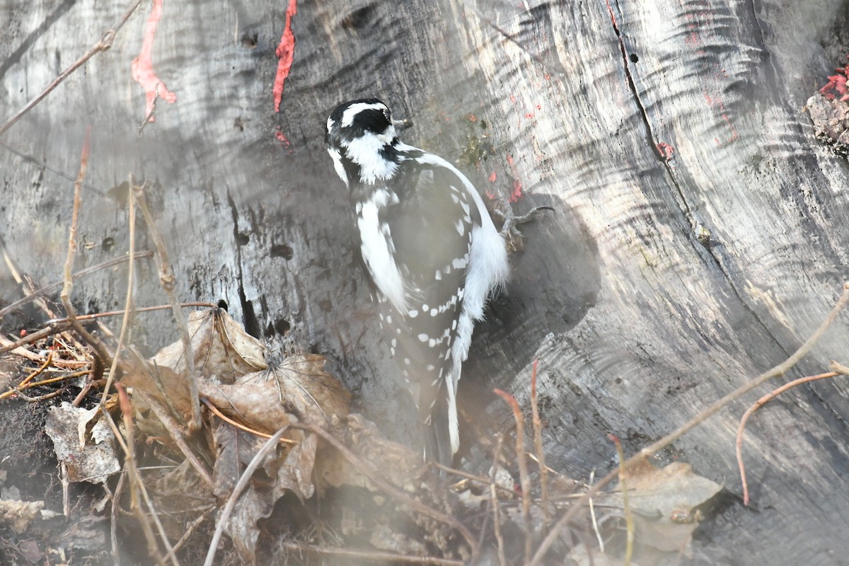 Hairy Woodpecker - ML617709556