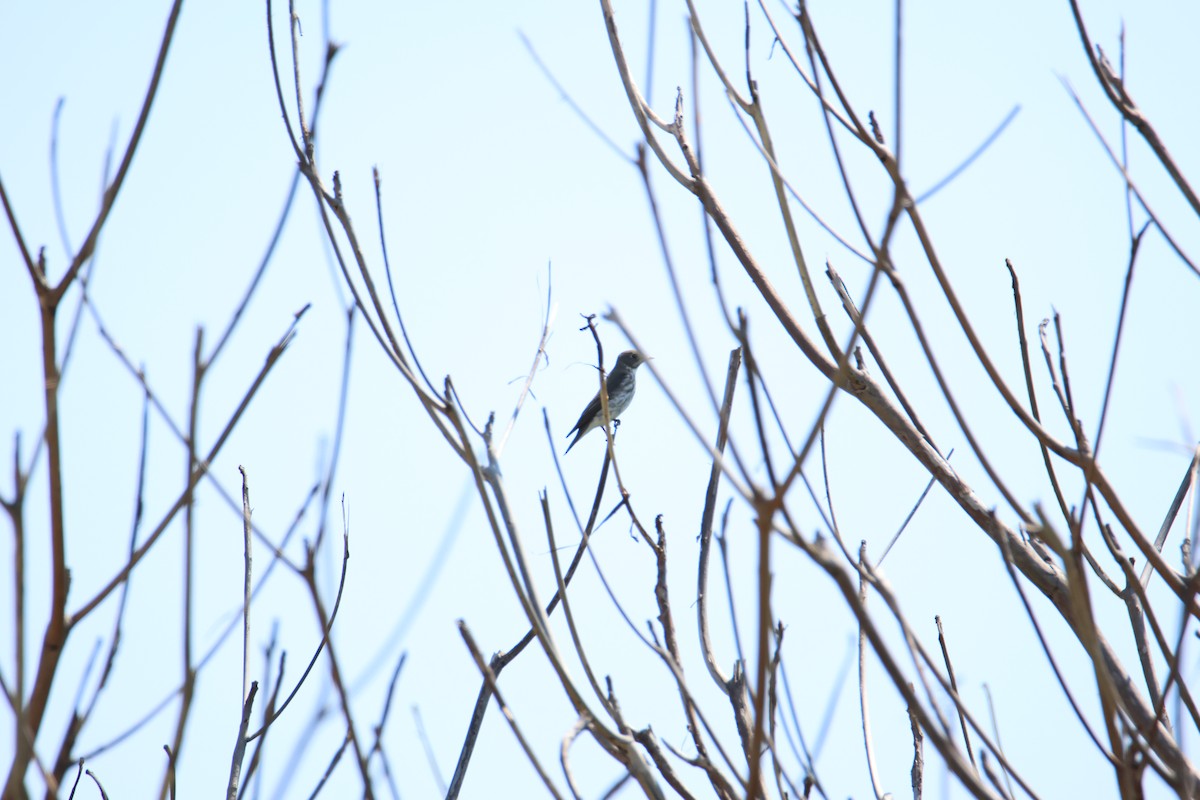 Gray-streaked Flycatcher - ML617709567