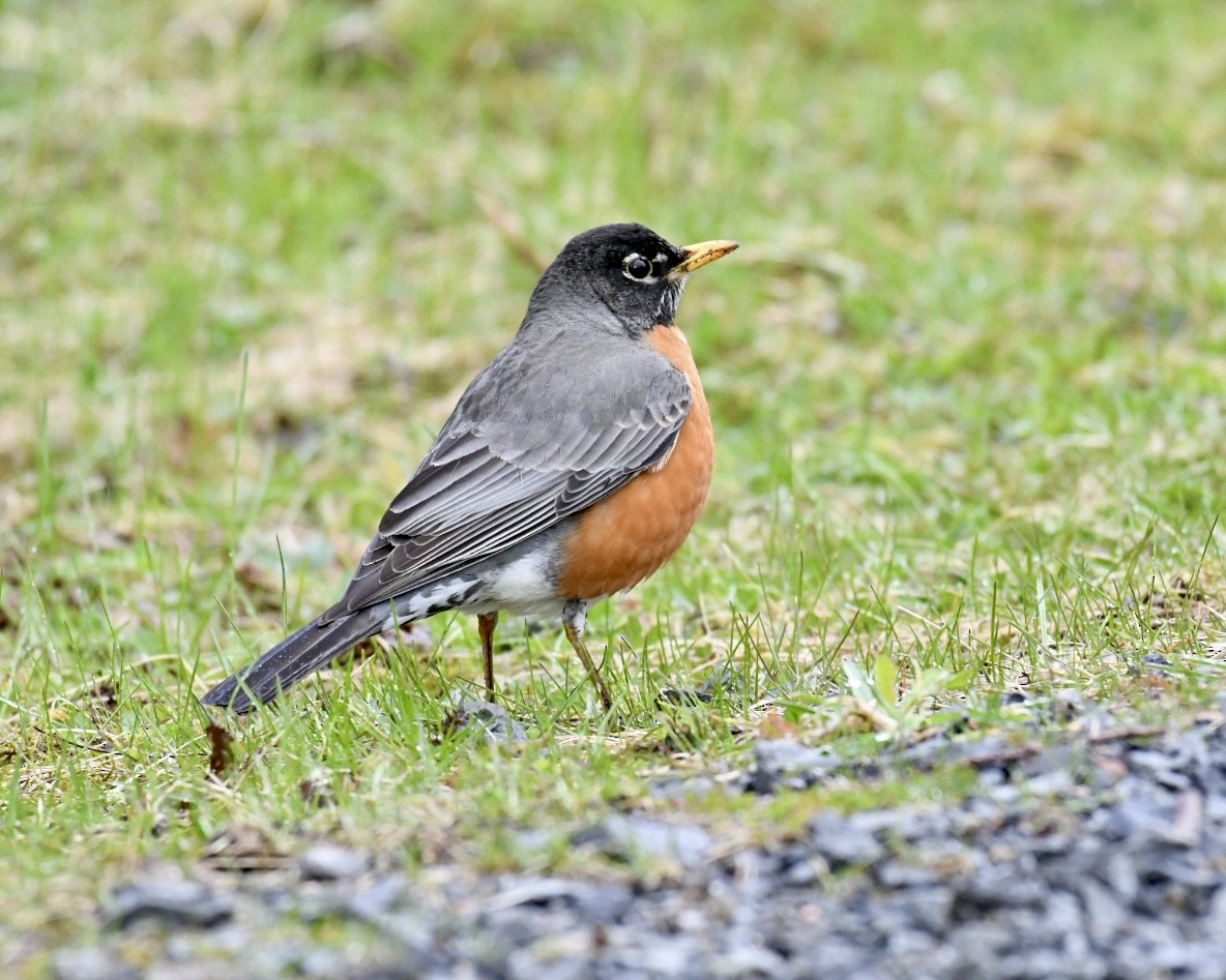 American Robin - ML617709574