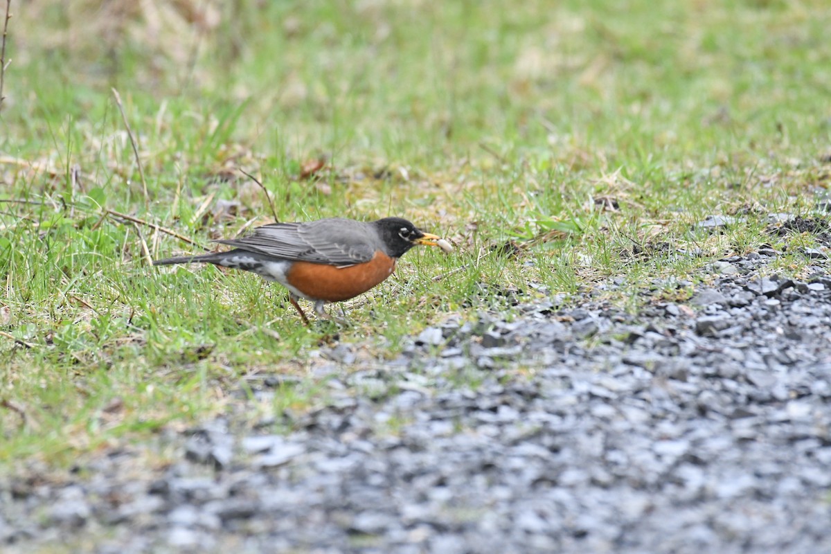 American Robin - ML617709575