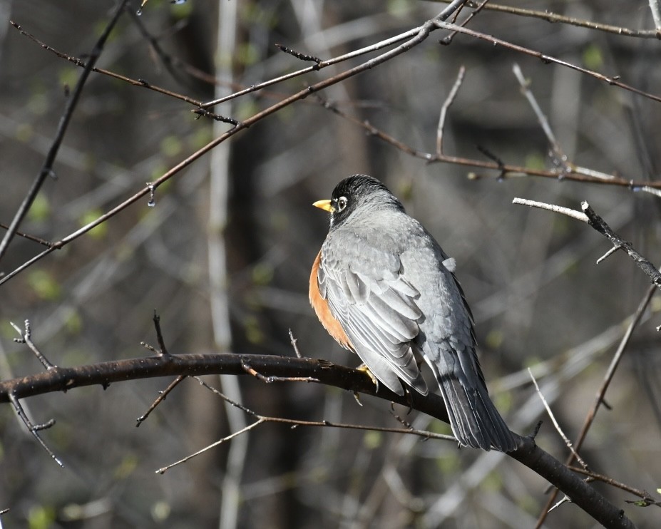 American Robin - ML617709585