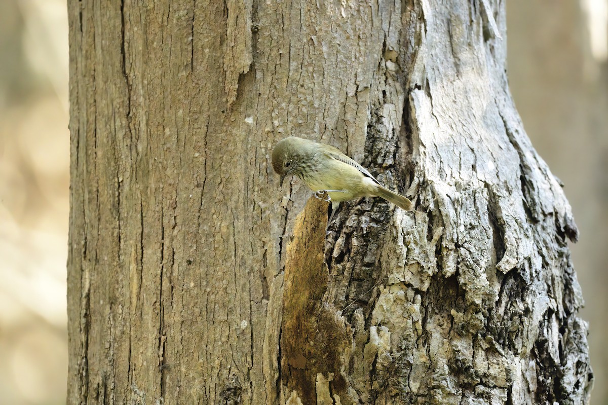 Brown Thornbill - ML617709592