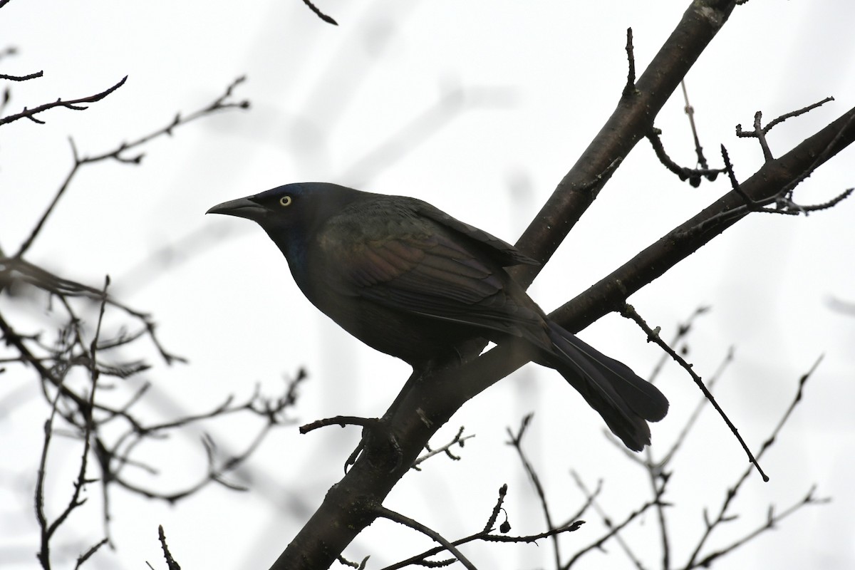 Common Grackle - ML617709604