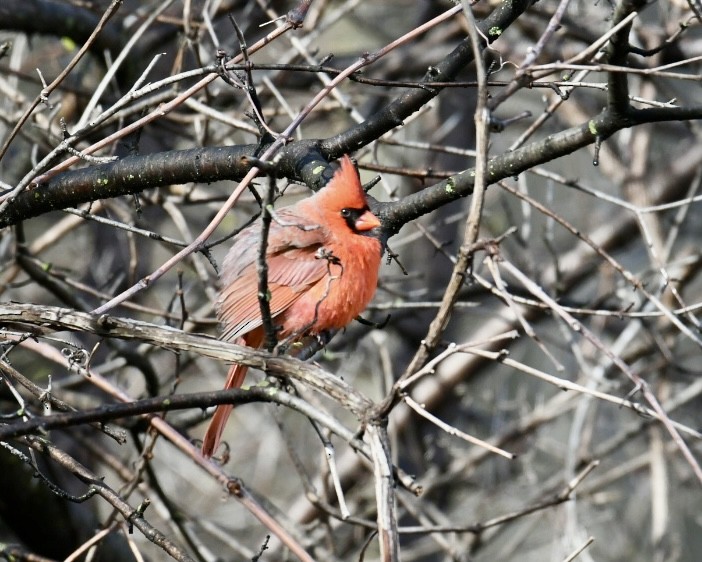 Cardinal rouge - ML617709606