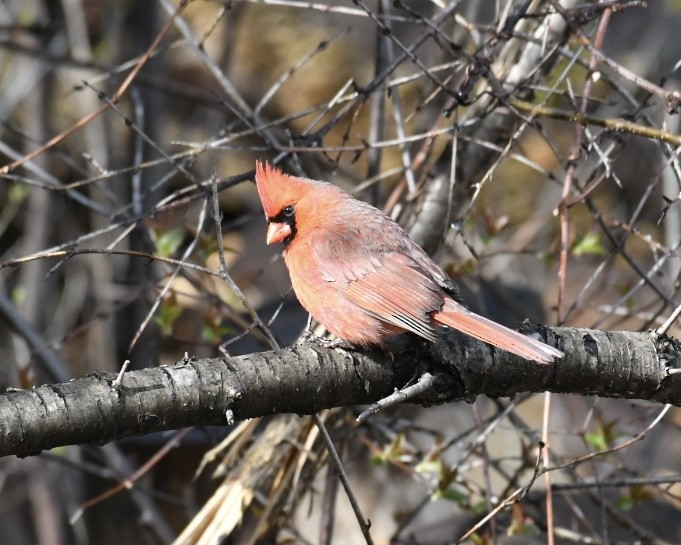 Cardinal rouge - ML617709607