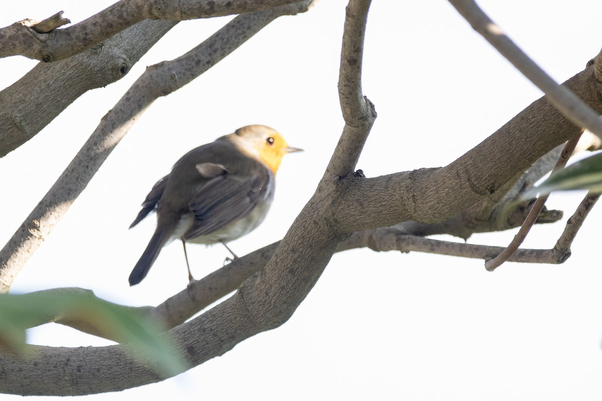 European Robin - ML617709700