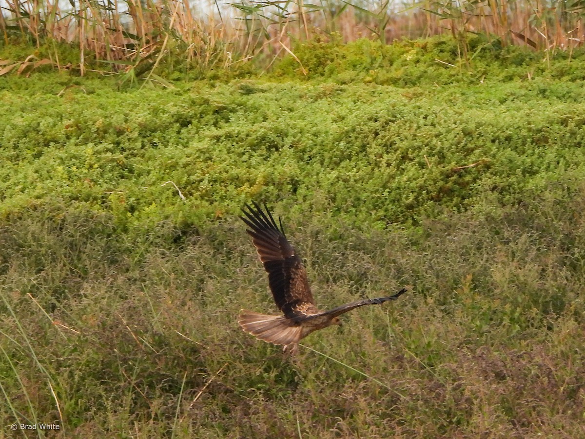 Whistling Kite - ML617709784