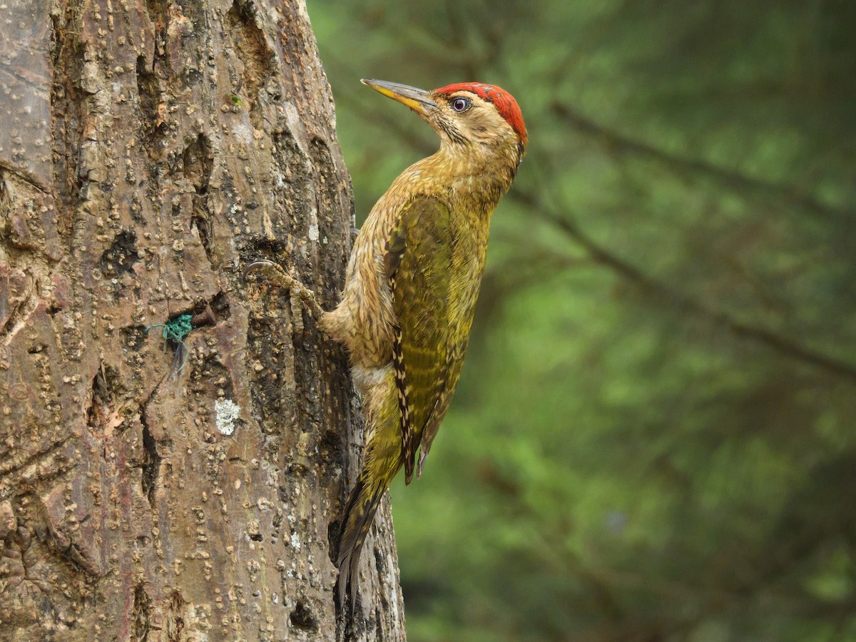 Streak-throated Woodpecker - ML617709789