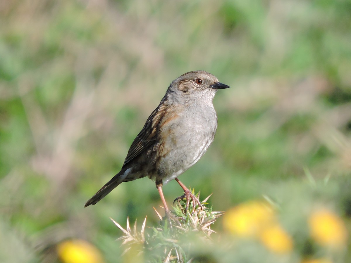 Dunnock - ML617709806